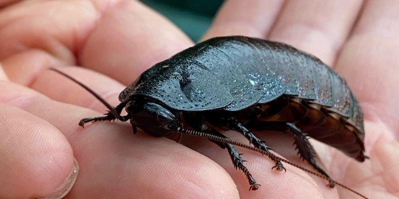 Name a cockroach after your ex for Valentine's Day article image